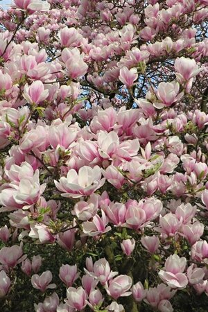 Magnolia soulangeana 100-125 cm container