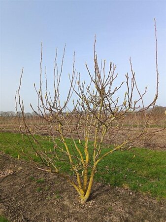 Magnolia soulangeana 150-175 cm draadkluit meerstammig - afbeelding 6