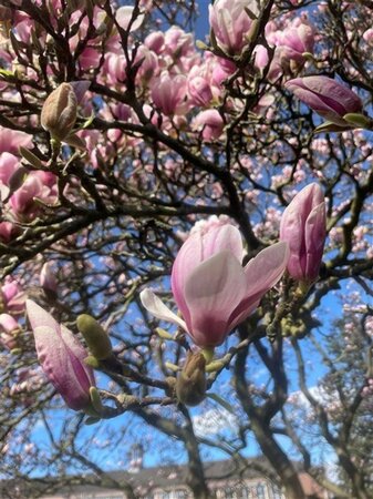 Magnolia soulangeana 150-175 cm draadkluit meerstammig - afbeelding 4