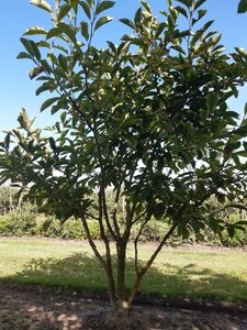 Magnolia soulangeana 150-175 cm draadkluit meerstammig