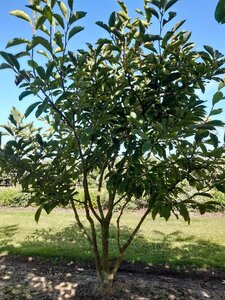 Magnolia soulangeana 150-175 cm draadkluit meerstammig - afbeelding 8