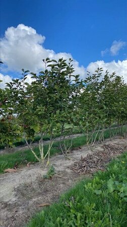 Magnolia soulangeana 150-175 cm WRB multi-stem - image 5