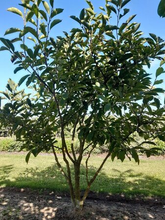 Magnolia soulangeana 150-175 cm WRB multi-stem - image 8