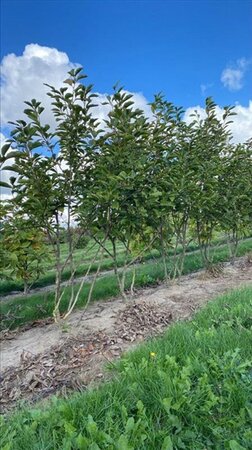 Magnolia soulangeana 150-175 cm WRB multi-stem - image 7