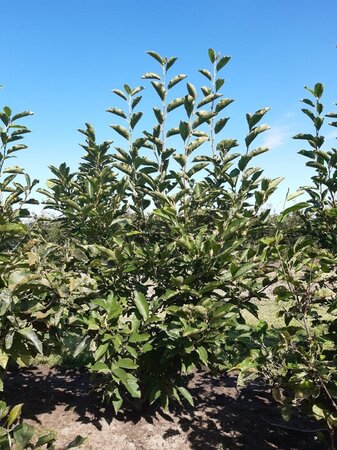 Magnolia soulangeana 150-175 cm met kluit - afbeelding 1
