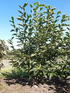 Magnolia soulangeana 150-175 cm met kluit - afbeelding 2