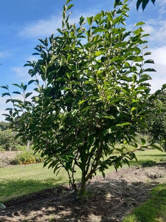 Magnolia soulangeana 250-300 cm draadkluit meerstammig - afbeelding 2