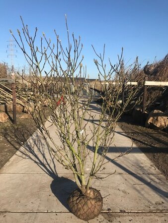 Magnolia soulangeana 250-300 cm draadkluit meerstammig - afbeelding 1