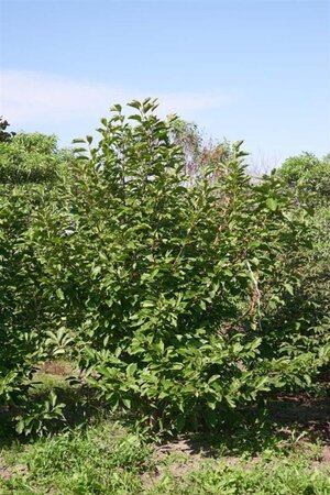 Magnolia soulangeana 250-300 cm draadkluit meerstammig - afbeelding 5