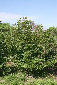 Magnolia soulangeana 250-300 cm draadkluit meerstammig - afbeelding 5