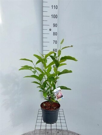 Magnolia soulangeana 40-60 cm cont. 4,0L