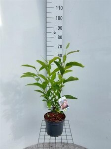 Magnolia soulangeana 40-60 cm cont. 4,0L