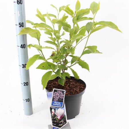 Magnolia soulangeana 50-60 cm cont. 5,0L - afbeelding 1