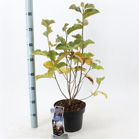 Magnolia soulangeana 50-60 cm cont. 5,0L - afbeelding 2