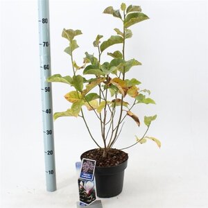 Magnolia soulangeana 50-60 cm cont. 5,0L - afbeelding 2