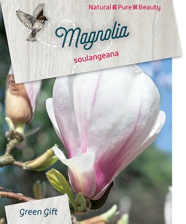 Magnolia soulangeana 60-80 cm cont. 5,0L - afbeelding 3