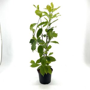 Magnolia soulangeana 60-80 cm cont. 5,0L - afbeelding 3