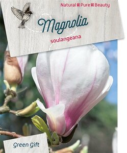 Magnolia soulangeana 60-80 cm cont. 5,0L - afbeelding 4