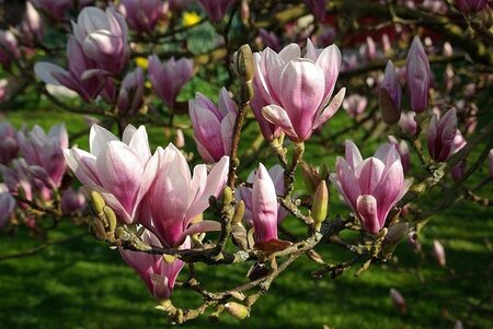 Magnolia soulangeana 60-80 cm cont. 5,0L - afbeelding 2