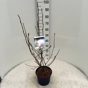 Magnolia soulangeana 60-80 cm cont. 5,0L - afbeelding 4