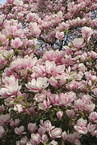 Magnolia soulangeana 80-100 cm container