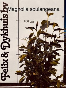 Magnolia soulangeana 80-100 cm met kluit