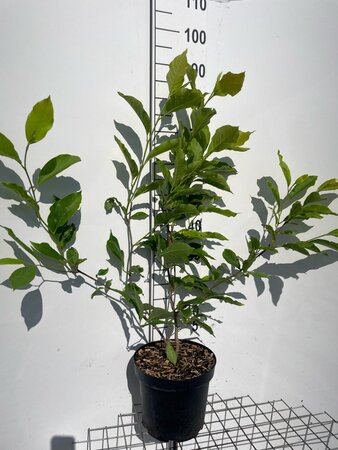 Magnolia soulangeana geen maat specificatie cont. 7,5L