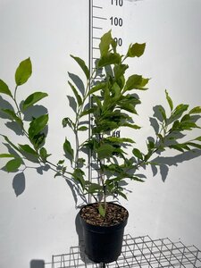 Magnolia soulangeana geen maat specificatie cont. 7,5L