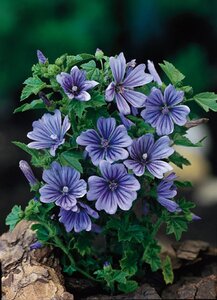 Malva sylvestris 'Primley Blue' geen maat specificatie 0,55L/P9cm - afbeelding 1