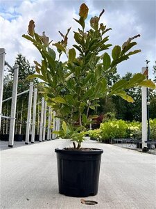 Magnolia st. 'Rosea' 80-100 cm cont. 10L