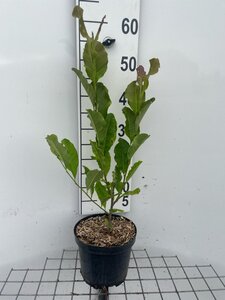 Magnolia st. 'Rosea' geen maat specificatie cont. 3,0L