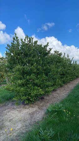 Magnolia stellata 150-175 cm draadkluit meerstammig - afbeelding 2