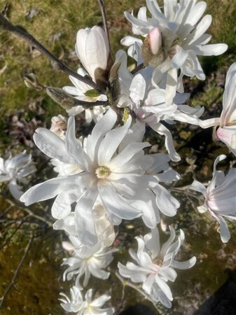 Magnolia stellata 150-175 cm draadkluit meerstammig - afbeelding 3