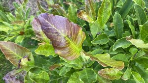 Magnolia stellata 150-175 cm draadkluit meerstammig - afbeelding 4