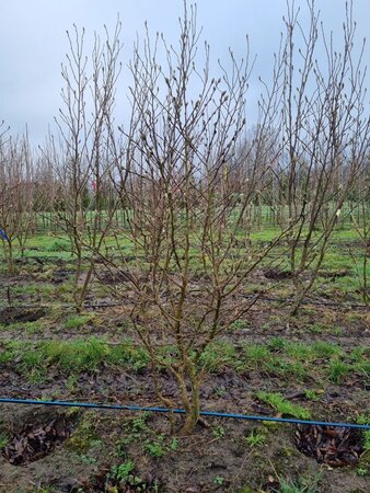 Magnolia stellata 150-175 cm WRB multi-stem - image 1