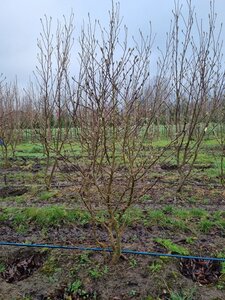 Magnolia stellata 150-175 cm WRB multi-stem