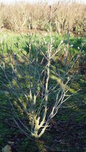 Magnolia stellata 175-200 cm draadkluit meerstammig