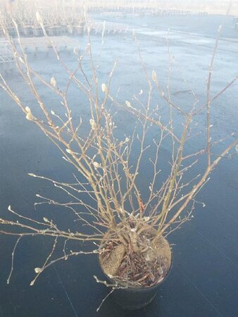 Magnolia stellata 60-80 cm cont. 10L - afbeelding 2