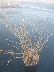 Magnolia stellata 60-80 cm cont. 10L - afbeelding 2