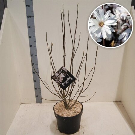 Magnolia stellata 60-80 cm cont. 10L - afbeelding 3