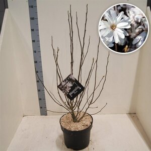 Magnolia stellata 60-80 cm cont. 10L - afbeelding 3