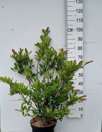 Magnolia stellata 60-80 cm cont. 10L - afbeelding 1