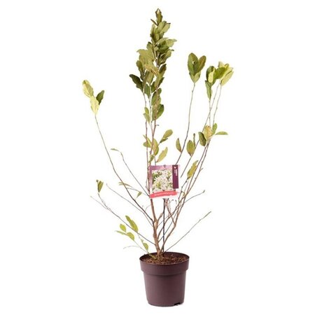 Magnolia stellata 60-80 cm cont. 10L - afbeelding 4