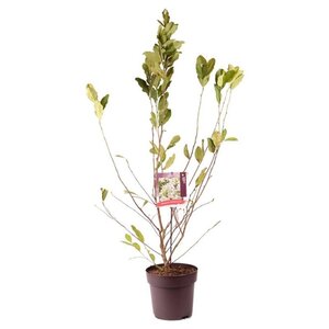 Magnolia stellata 60-80 cm cont. 10L - afbeelding 4