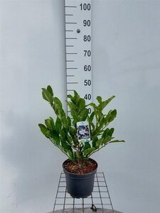 Magnolia stellata 60-80 cm cont. 4,0L