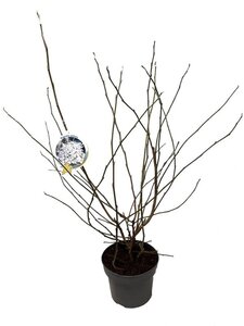 Magnolia stellata 60-80 cm cont. 5,0L