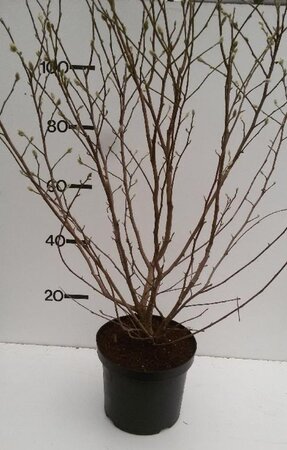 Magnolia stellata 80-100 cm cont. 10L - afbeelding 7