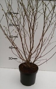 Magnolia stellata 80-100 cm cont. 10L - afbeelding 7