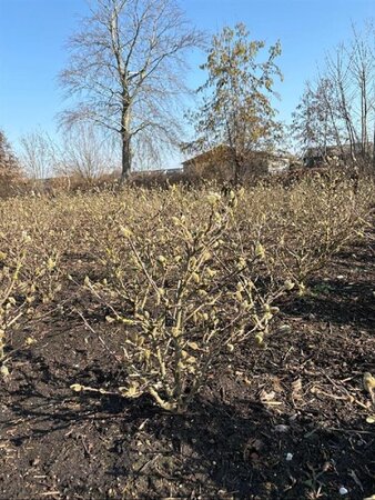 Magnolia stellata 80-100 cm met kluit - afbeelding 4