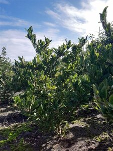 Magnolia stellata 80-100 cm met kluit - afbeelding 2